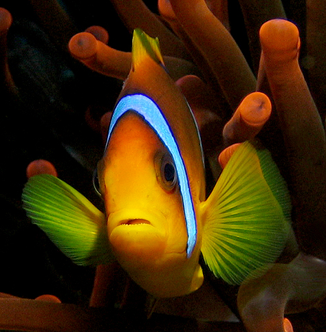 Clownfish red sea